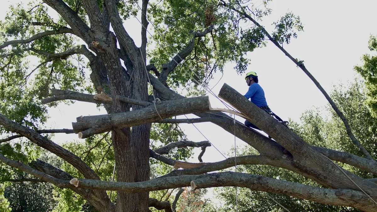 Professional Hazardous Tree Removal performed by certified arborists in Telferner