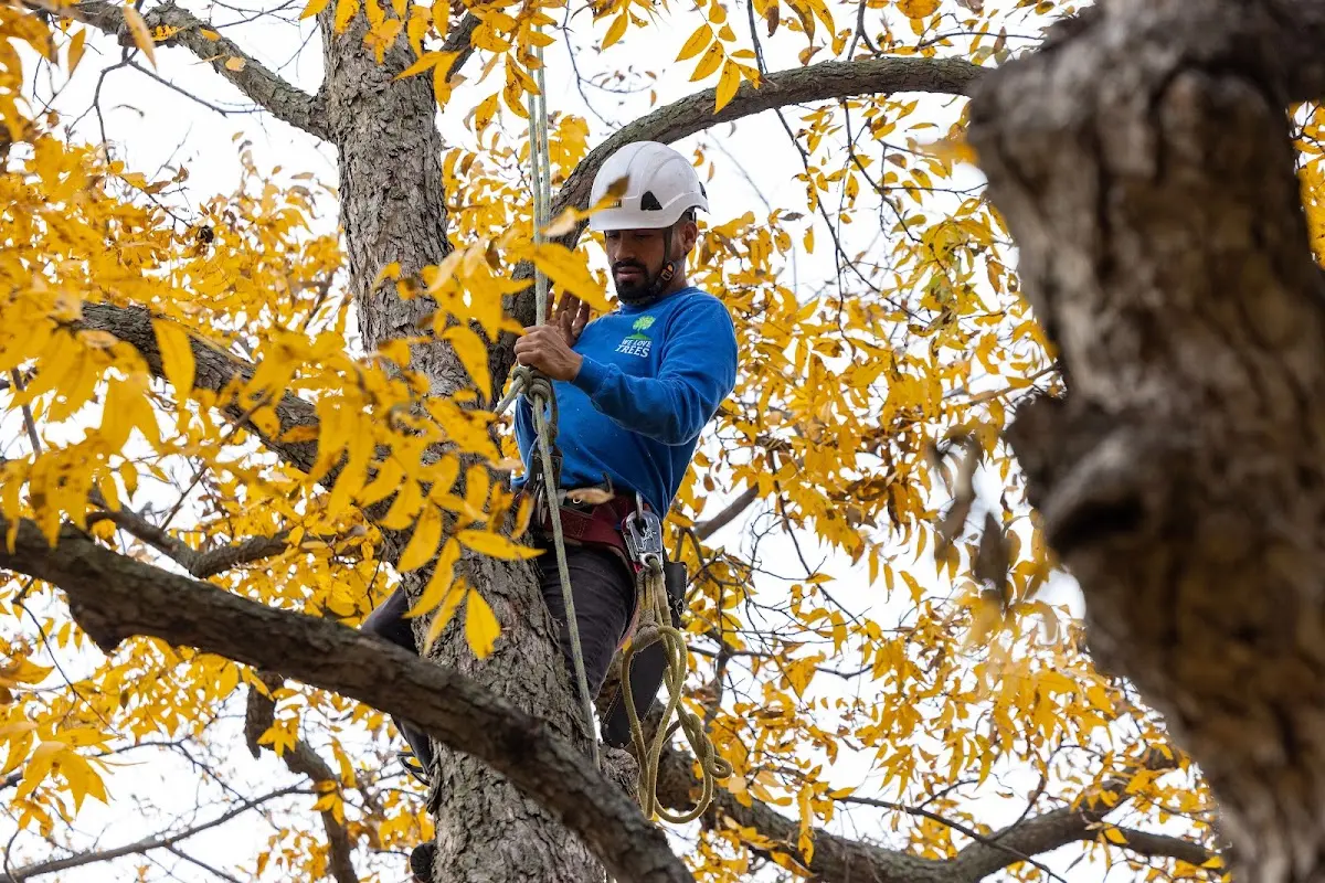 Skilled Tree Planing crew working in Telferner